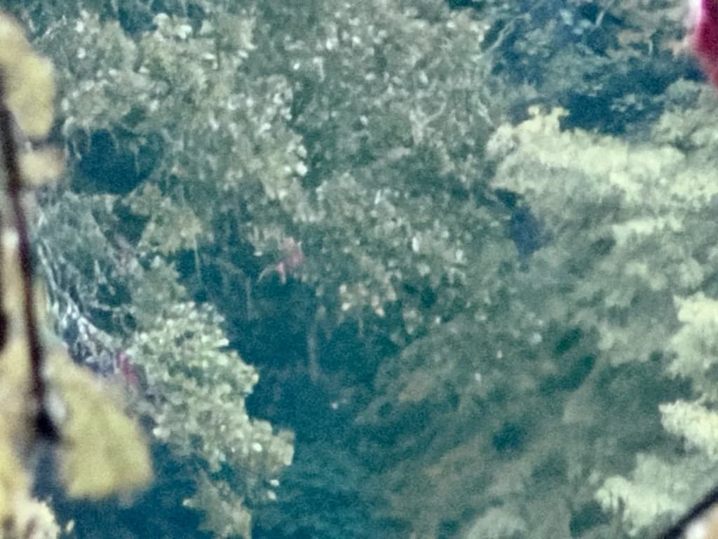 Hidden Forest Glimpse