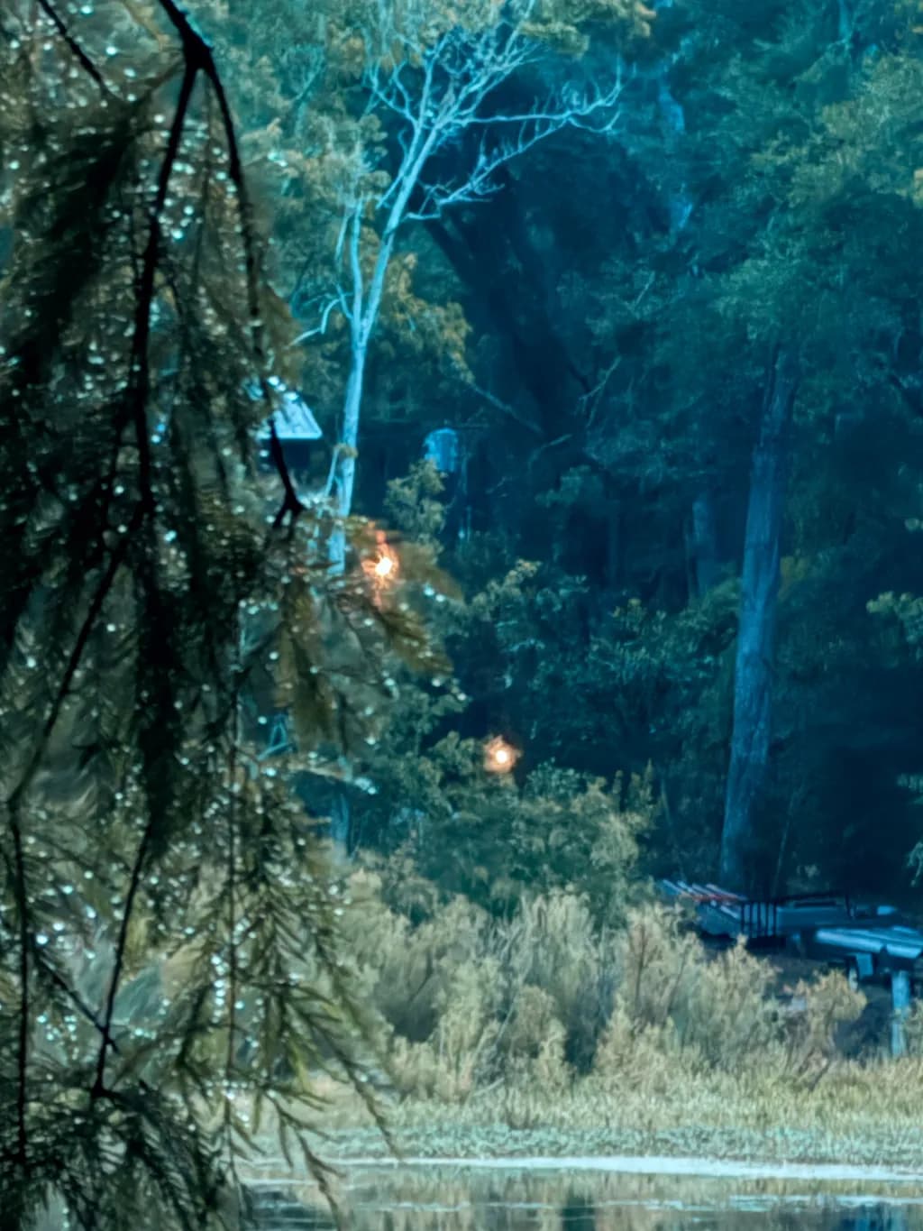 Misty Forest Glow