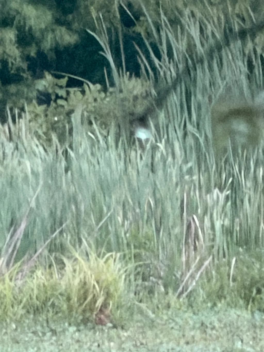 Hidden in the Grass