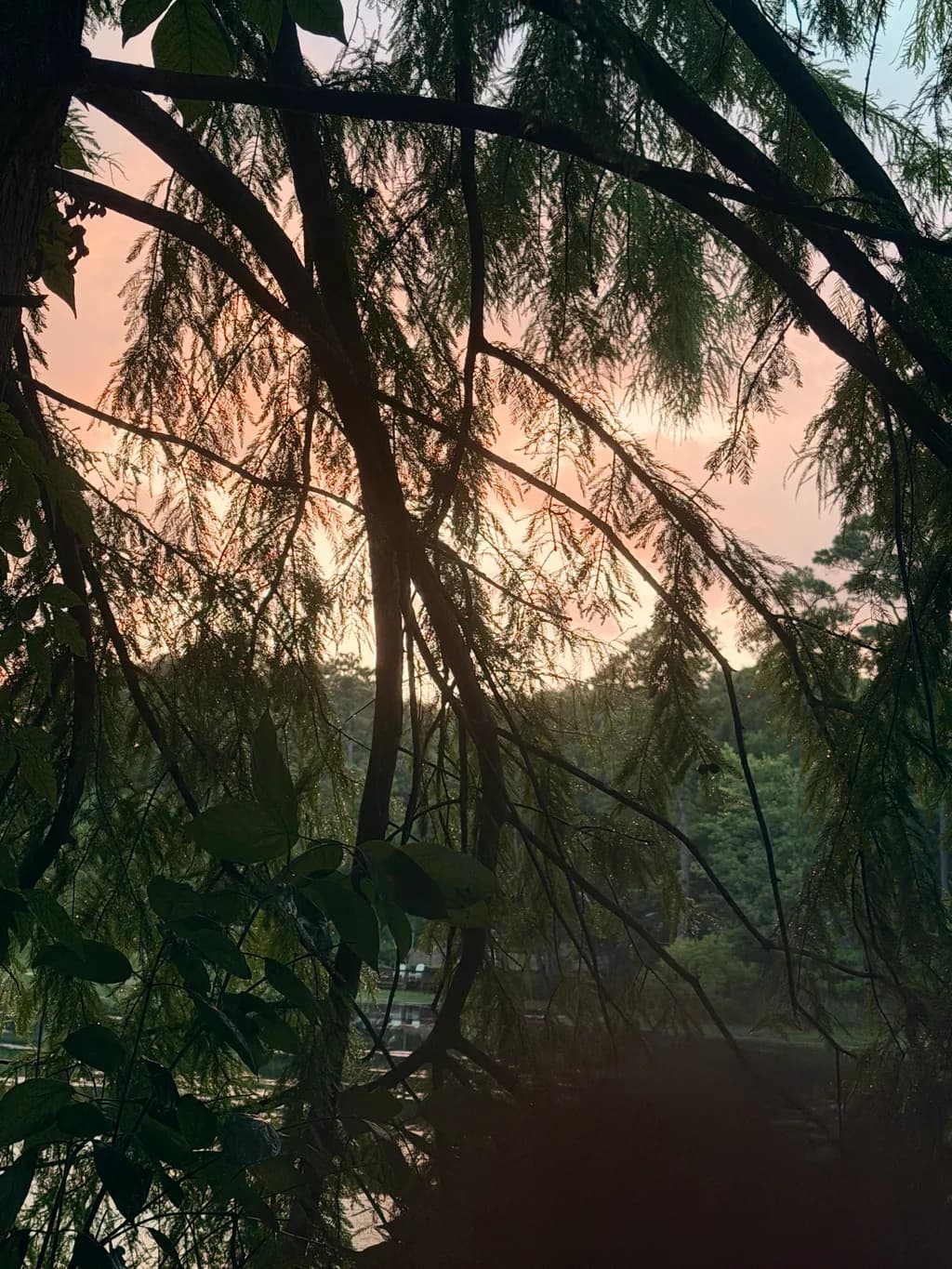 Twilight Canopy