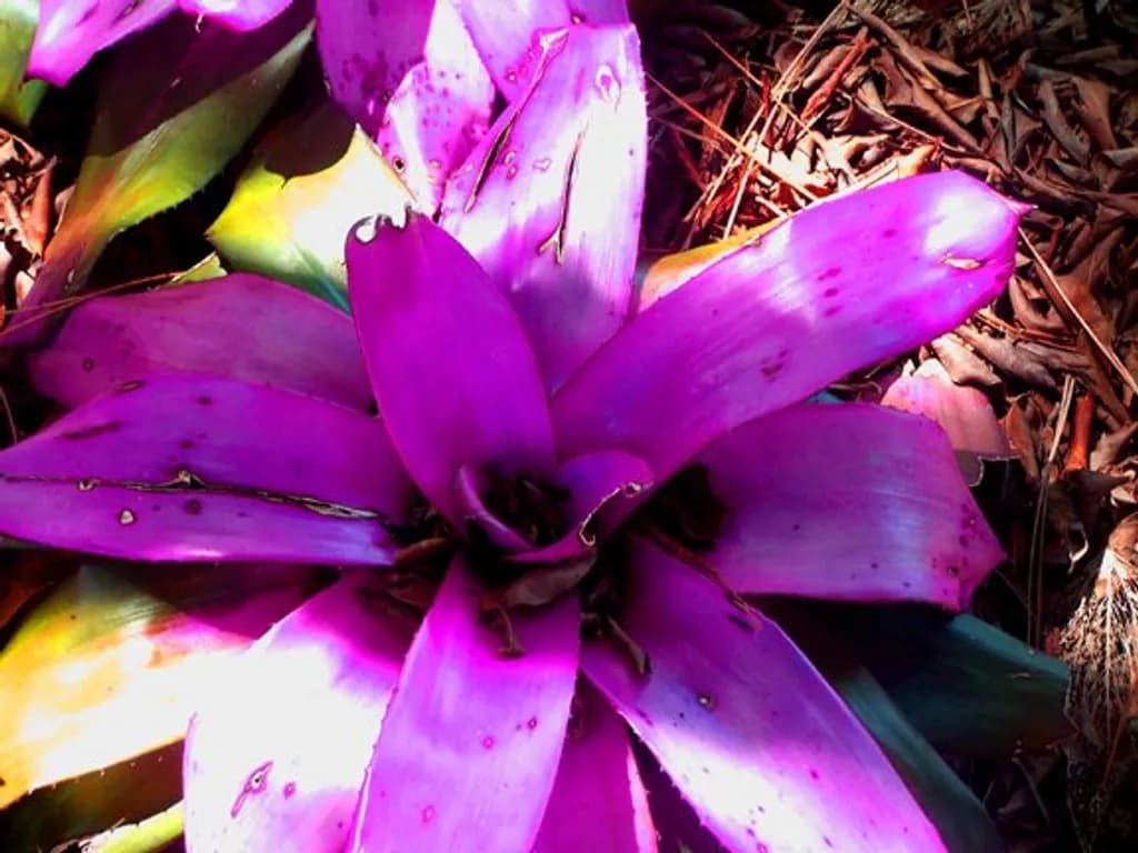 Purple Bromeliad Burst