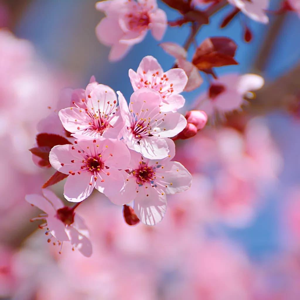 Cherry Blossom Focus