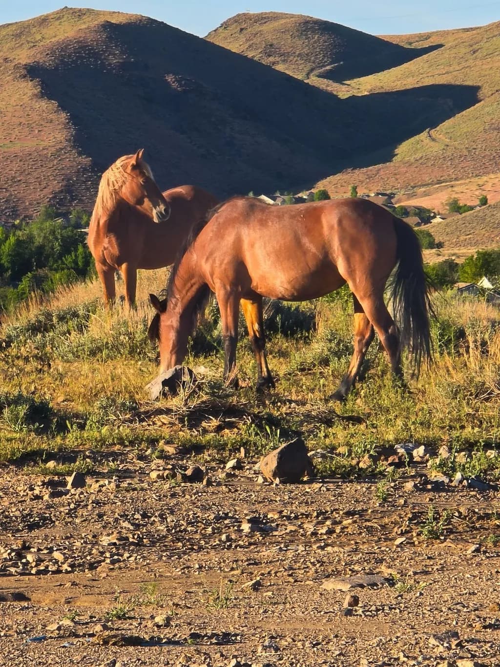 Grazing Companions