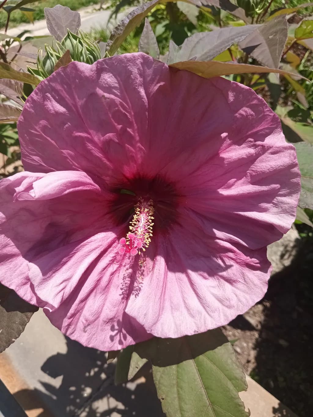 Pink Hibiscus Bloom