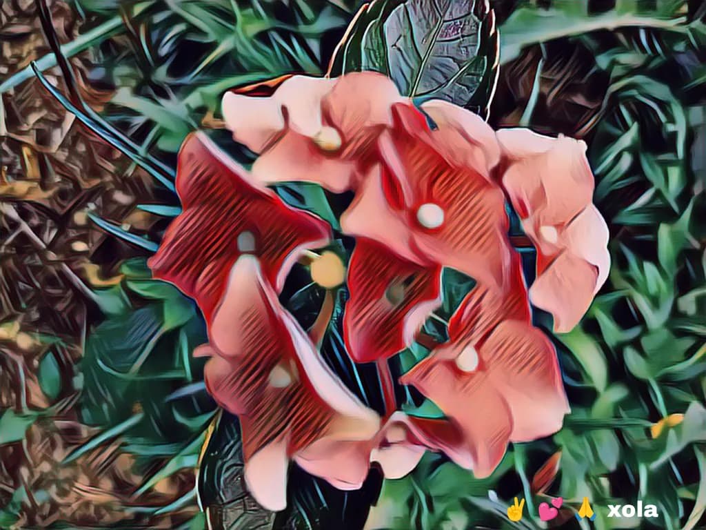 Blossom Cluster
