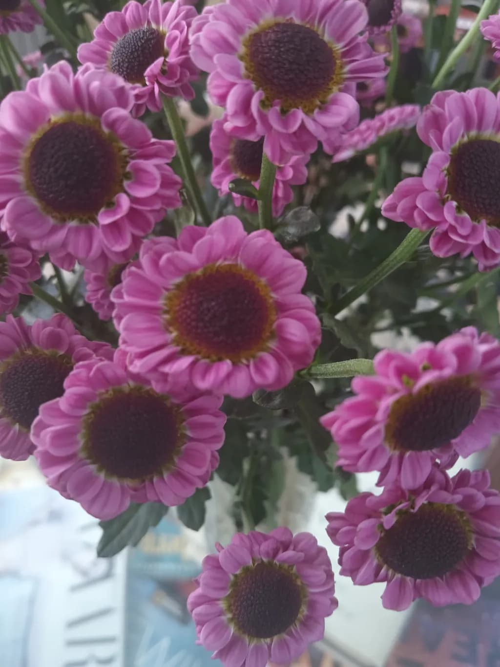 Pink Daisy Cluster
