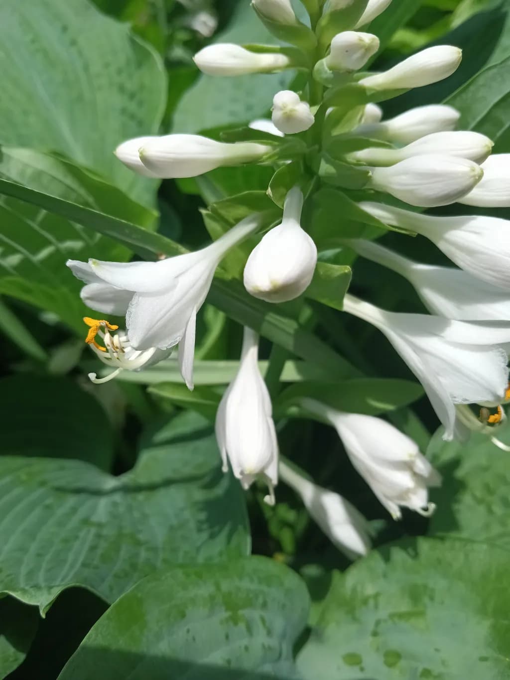 White Hosta Blossoms