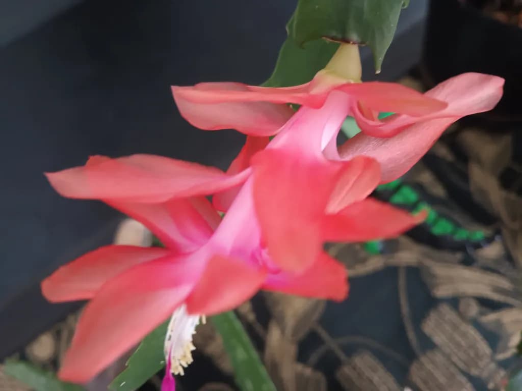 Pink Bloom Closeup