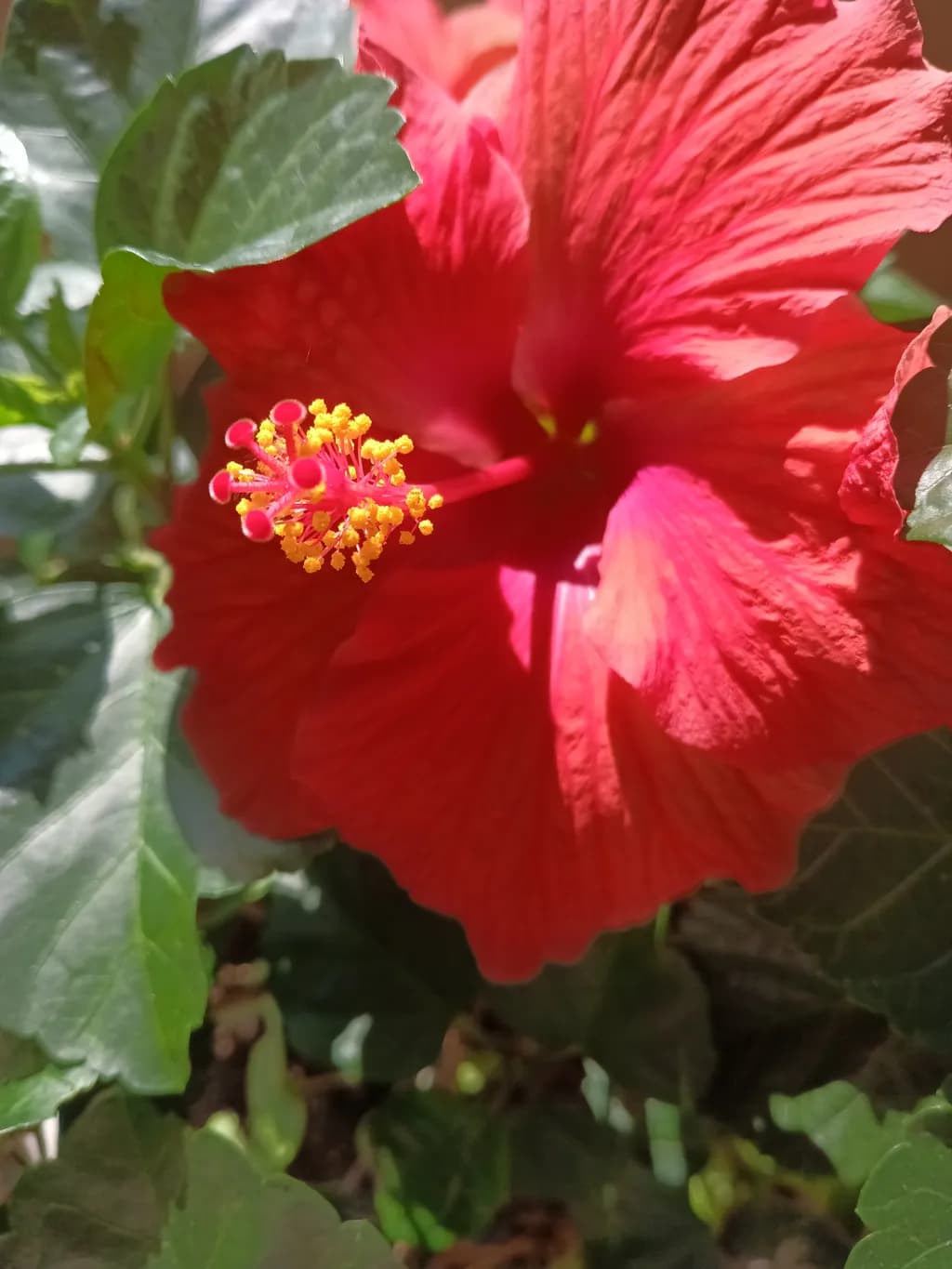 Radiant Hibiscus Bloom