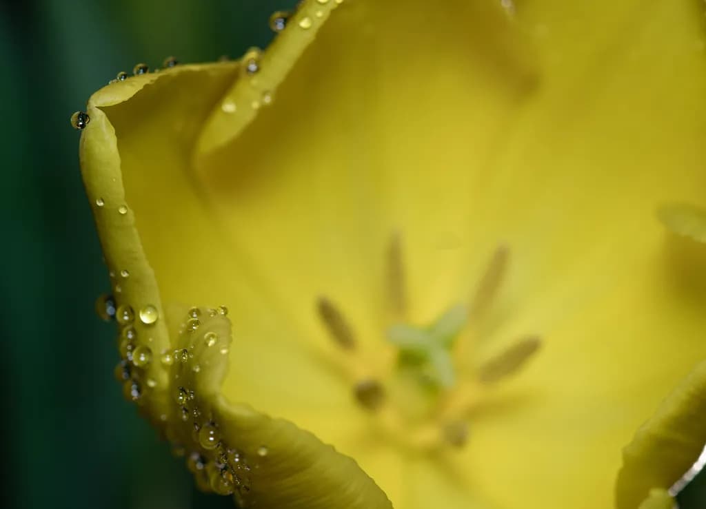 Dew-Kissed Yellow Tulip