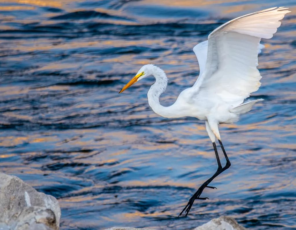 Graceful Landing