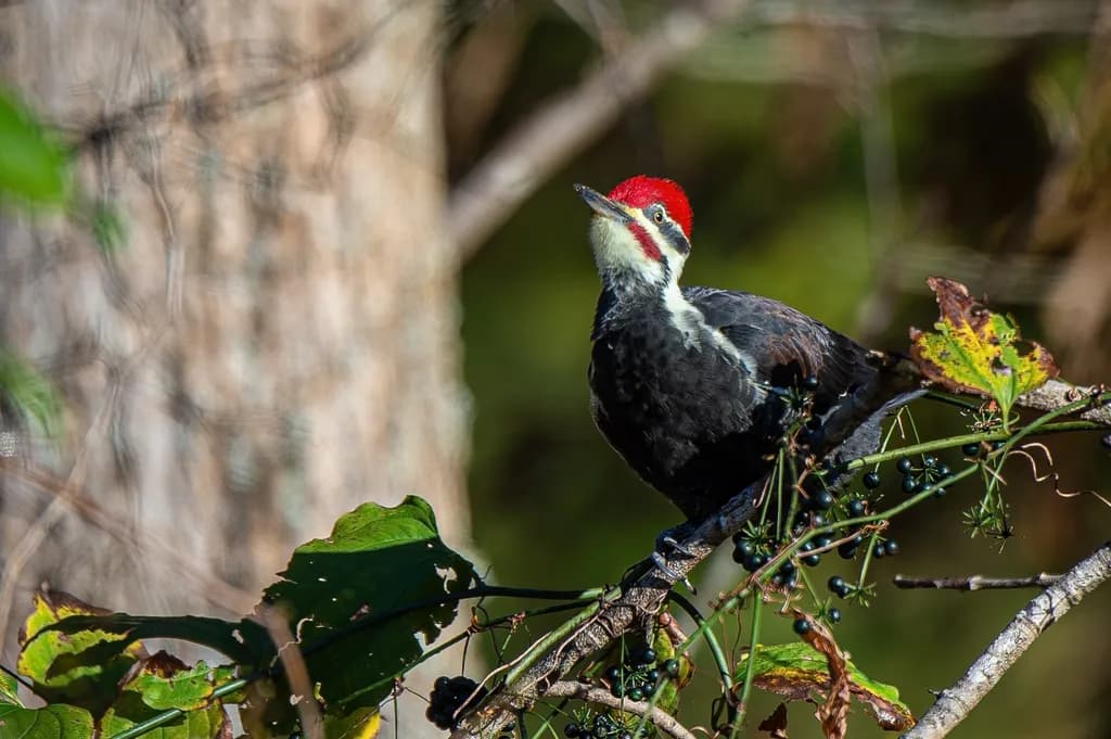 Pileated Presence