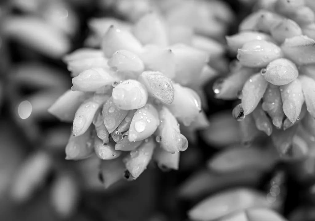 Dewdrop Succulents