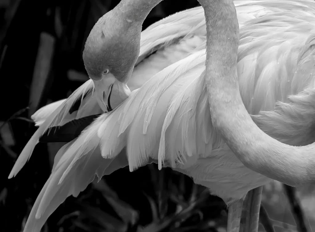 Feathered Grace