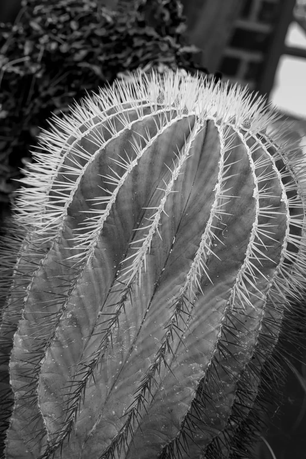 Spiny Contours