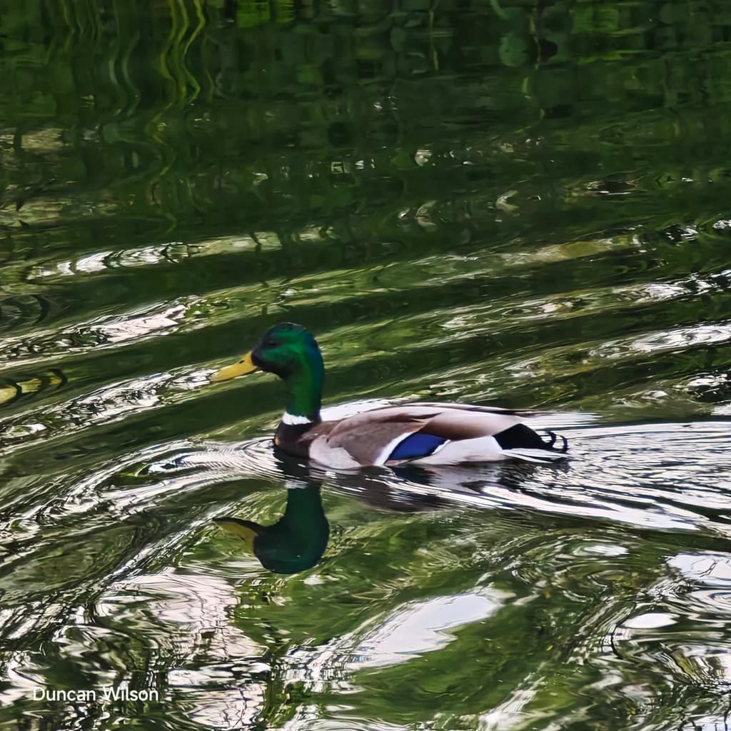 Gliding Reflection