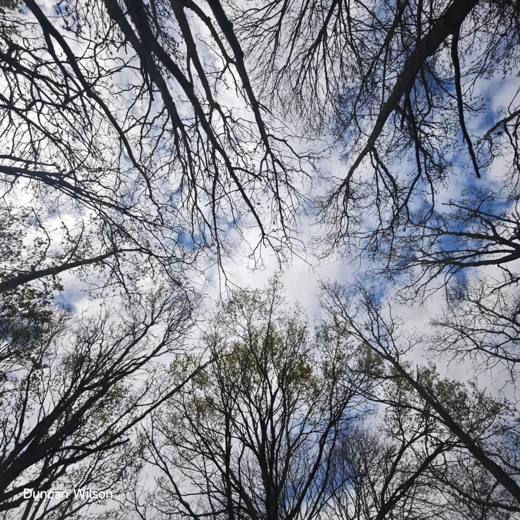 Winter Canopy
