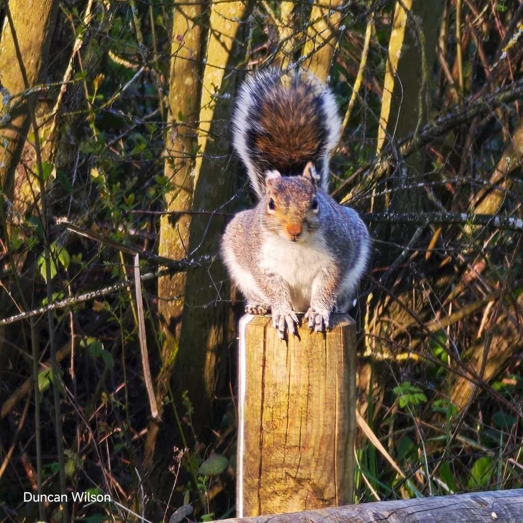 Fencepost Sentry