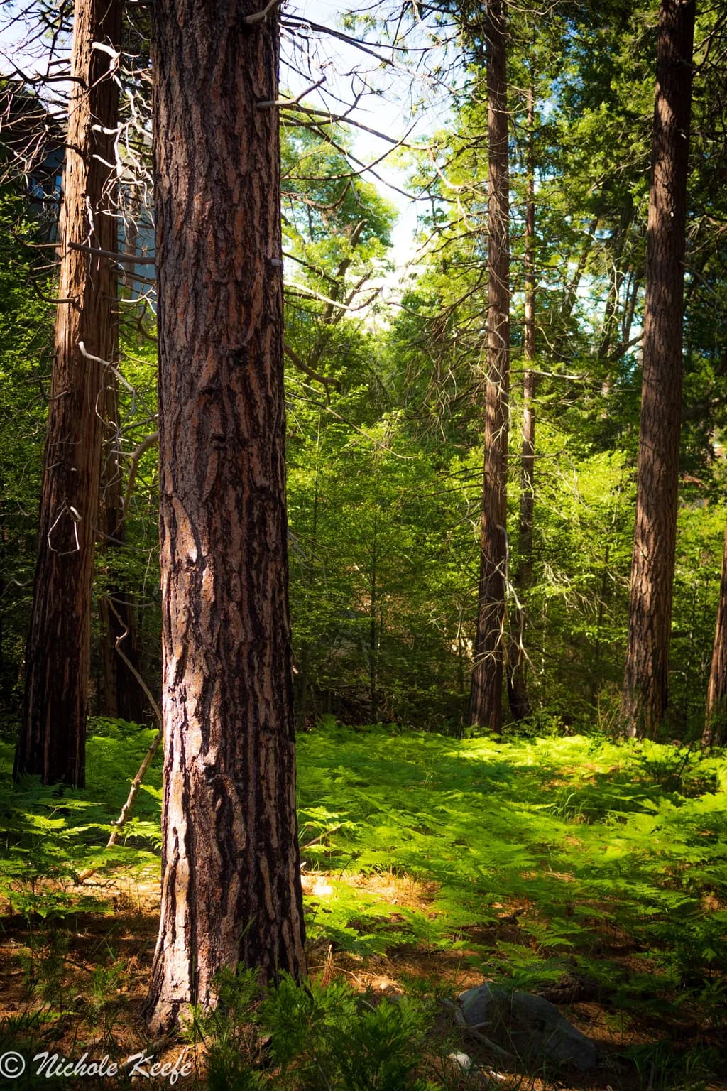 California Forest Light