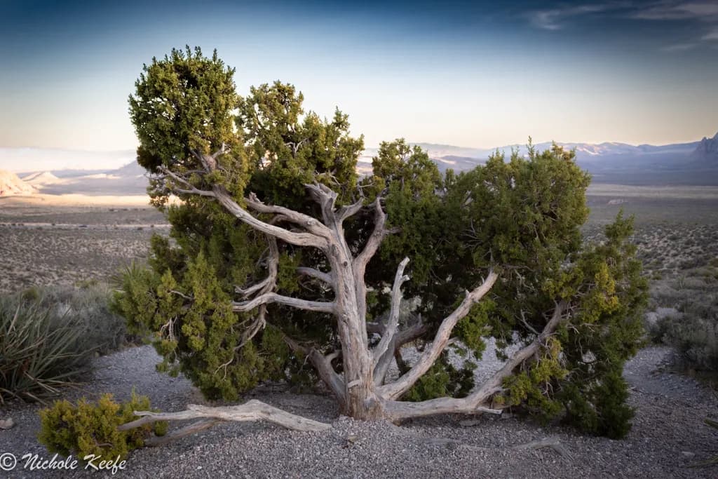 Red Rock Sentinel