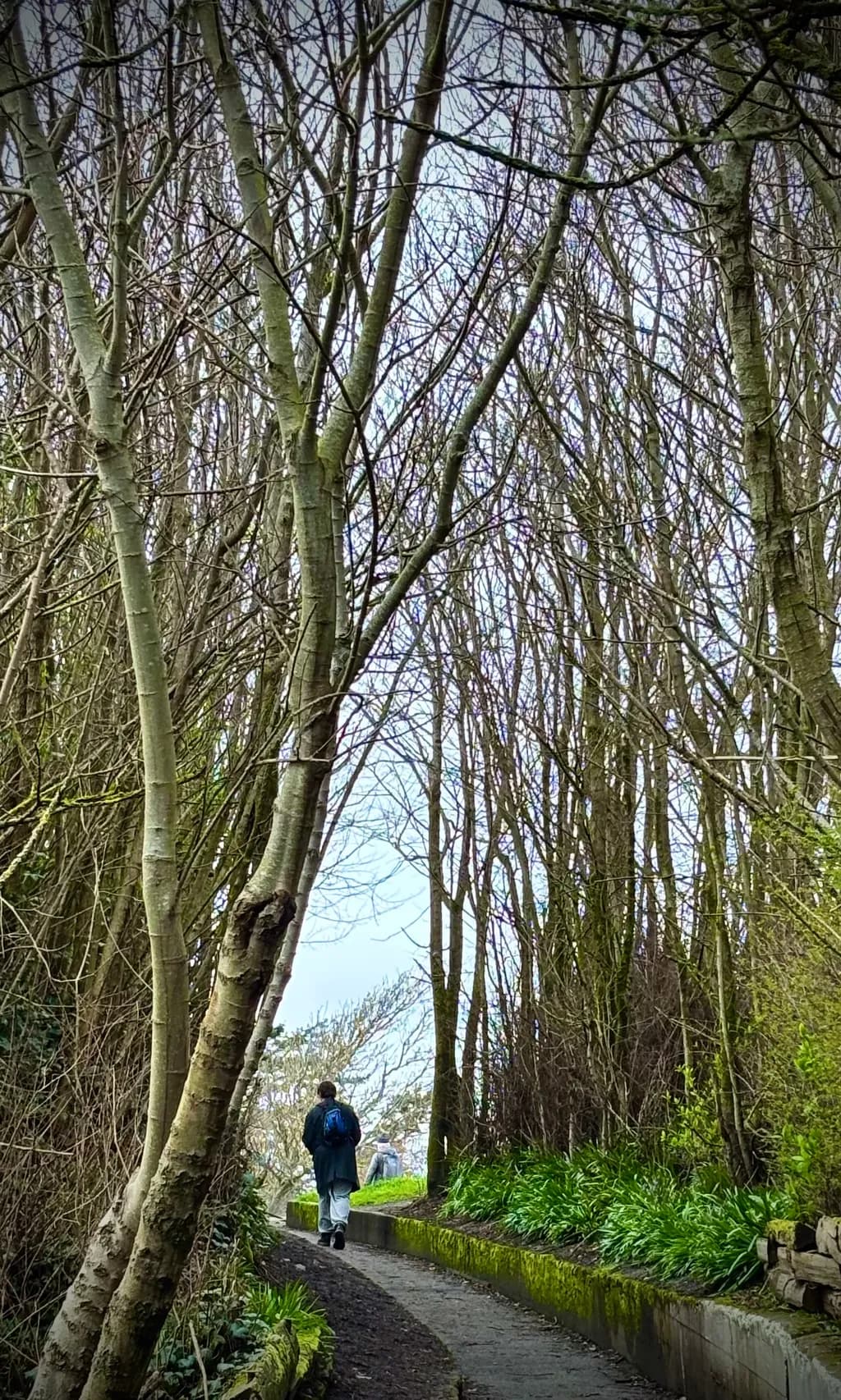 Forest Passage
