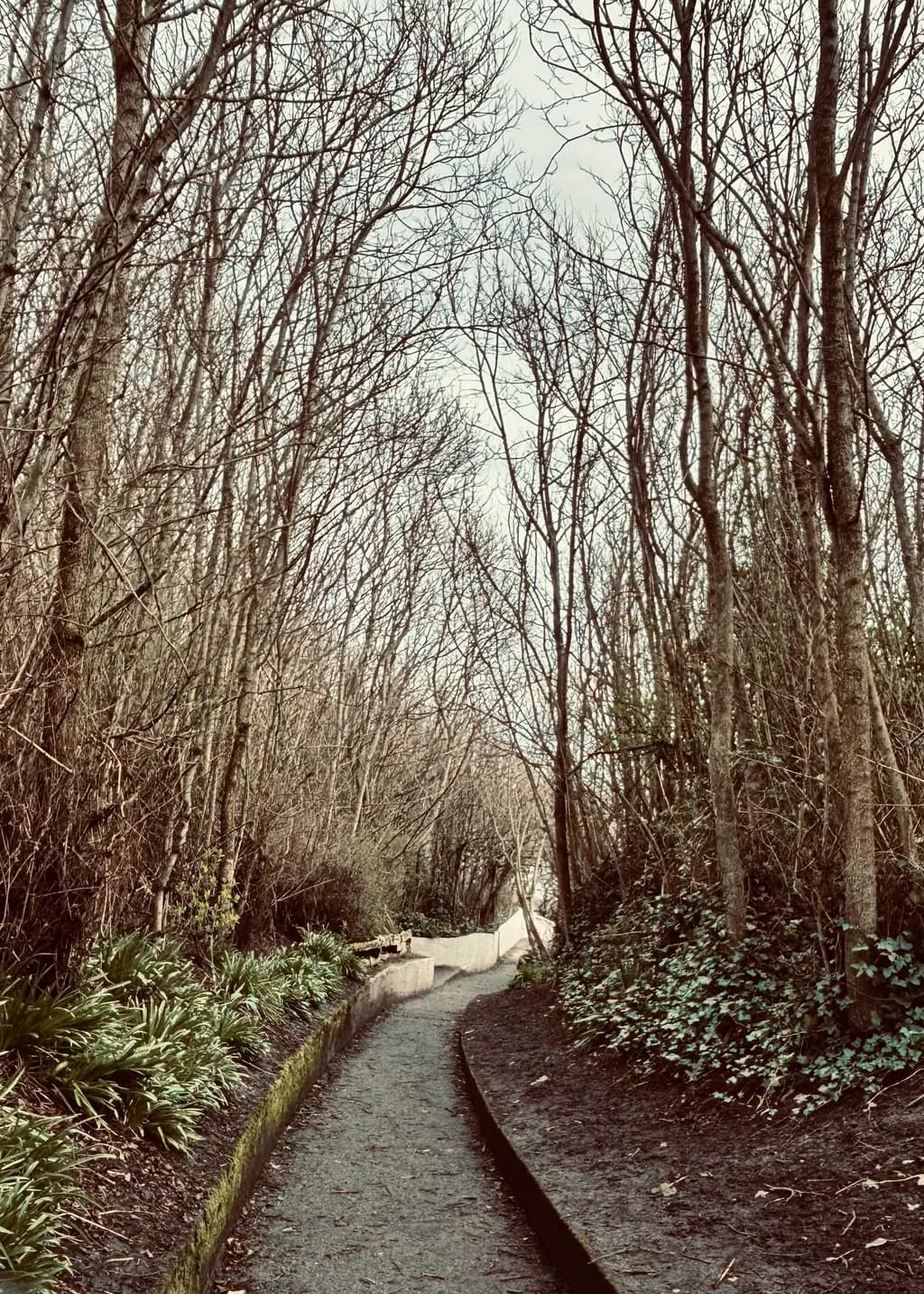 Bare Branches Pathway