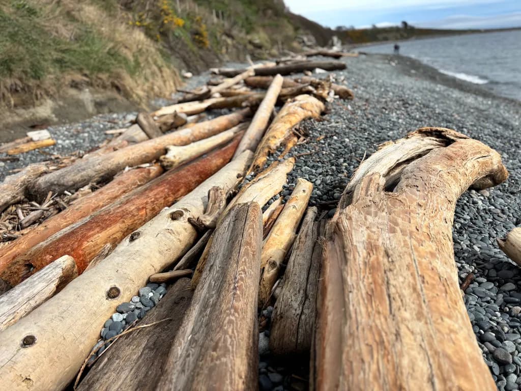 Worn Driftwood Shoreline