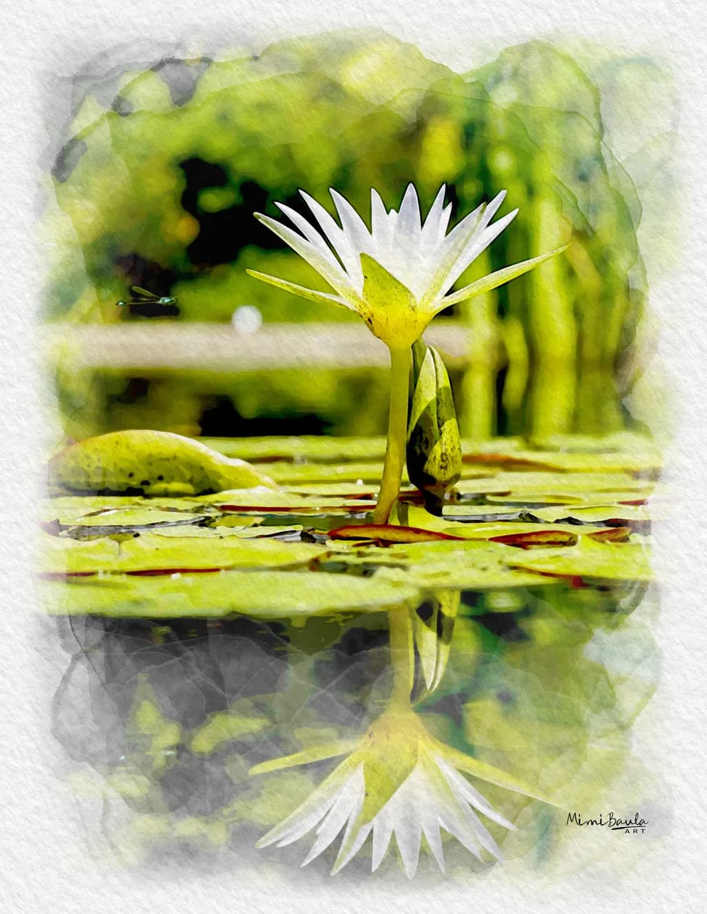 Serene Waterlily Reflection