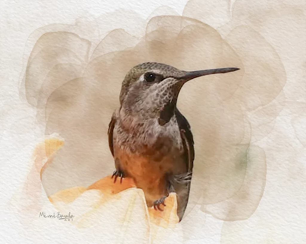 Hummingbird Quietude