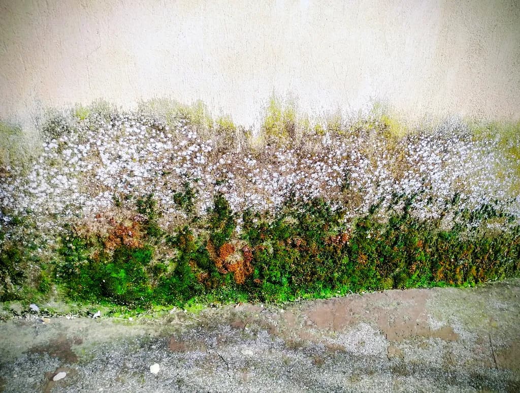 Mossy wall