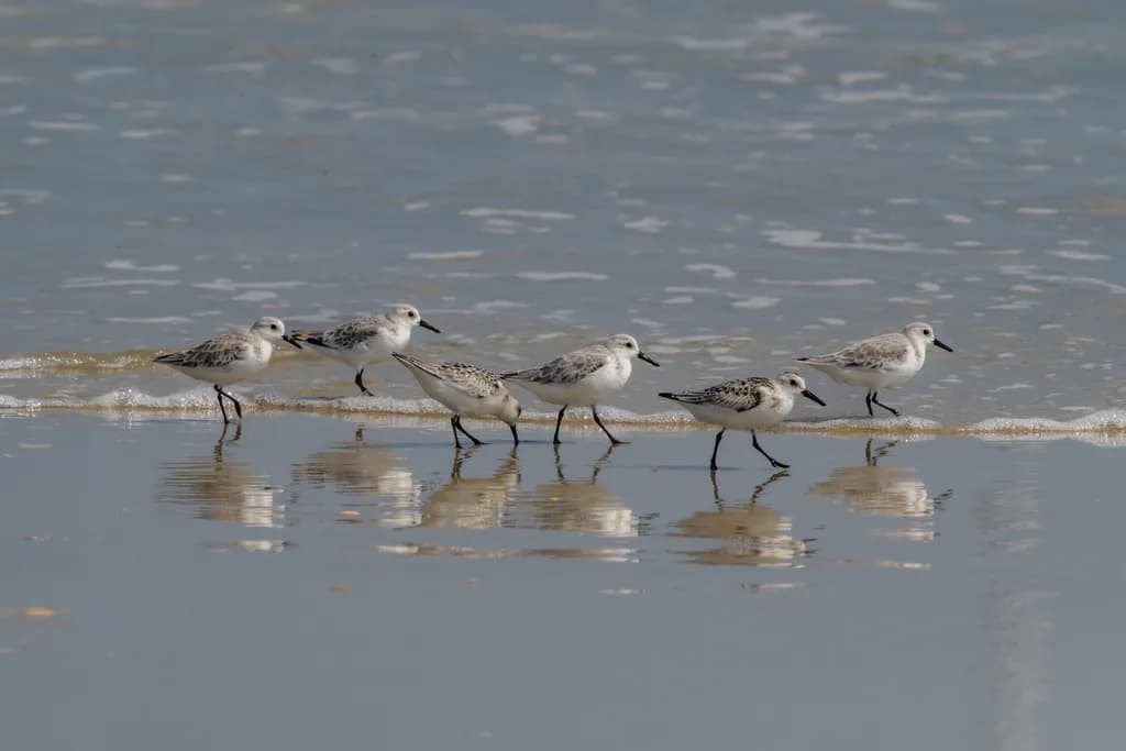 Shoreline March