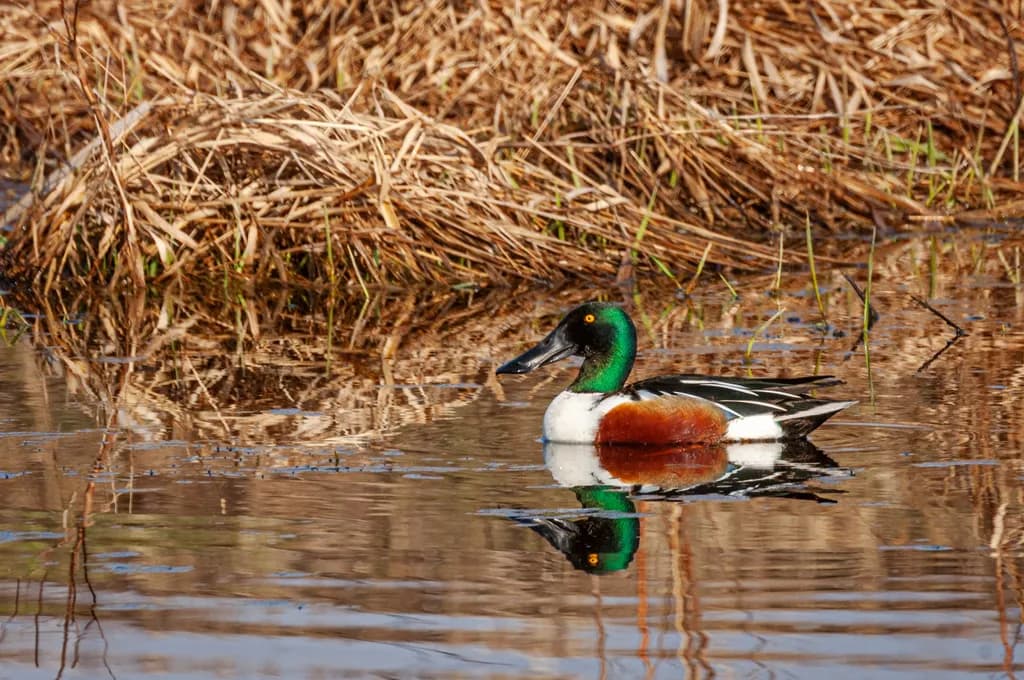 Northern Shoveler Reflection
