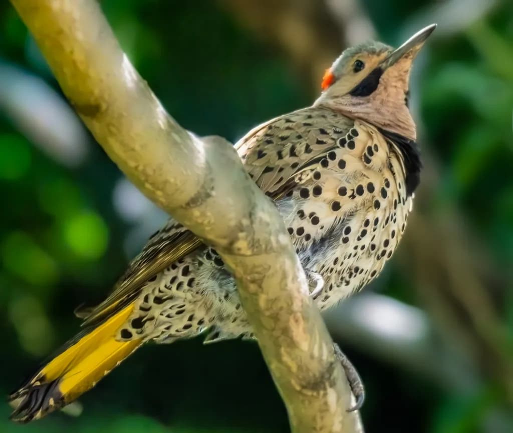 Spotted Flicker