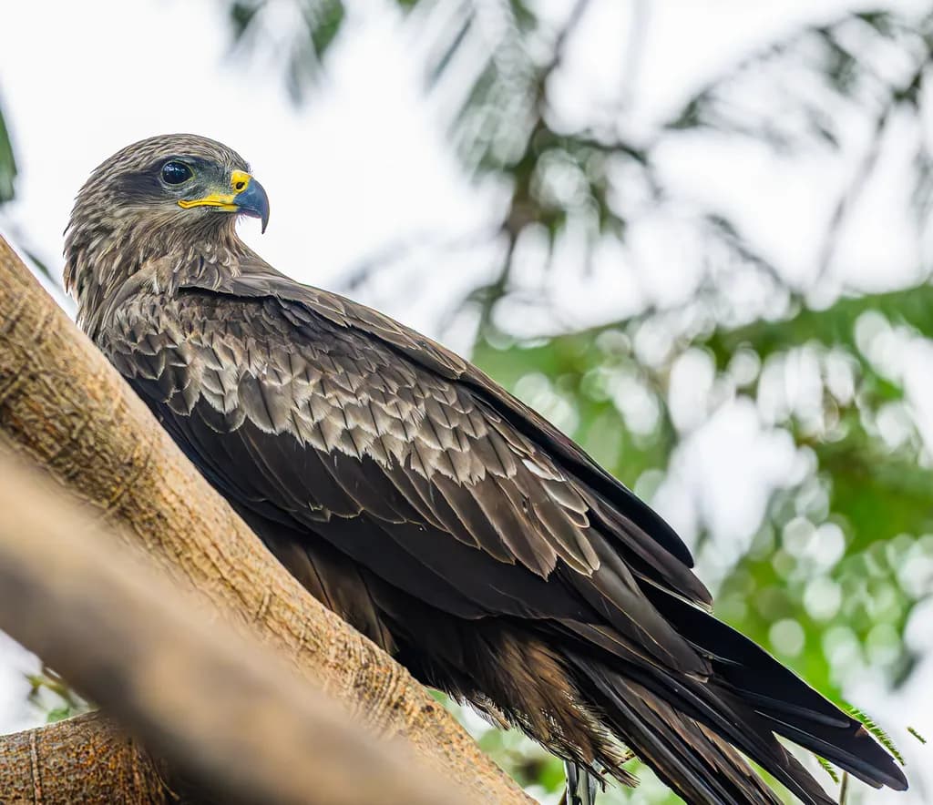 Perched Majesty