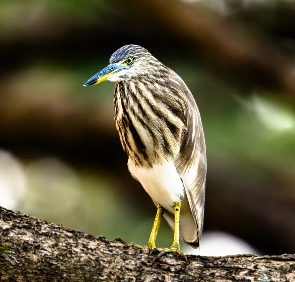Perched Heron