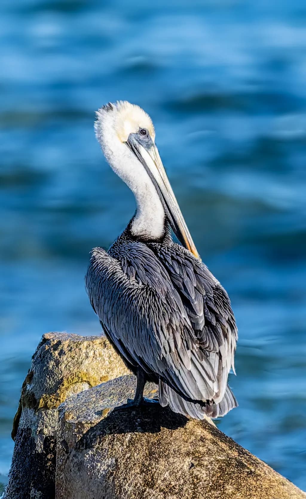 Coastal Sentinel