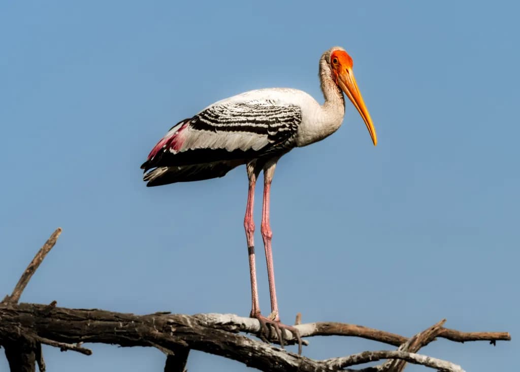 Perched Elegance