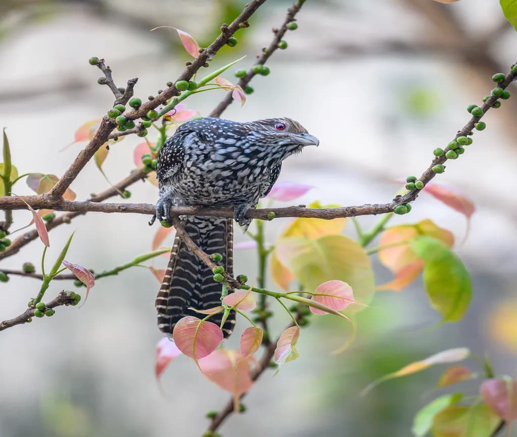 Female Koyal