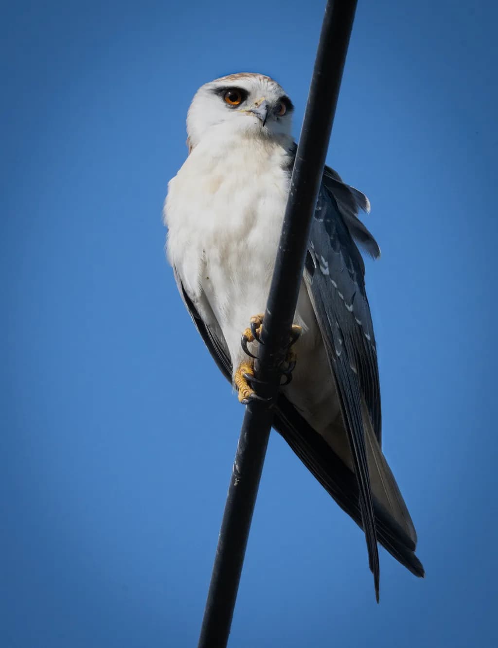 Poised Vigilance