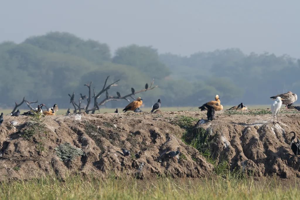 Marshland Gathering