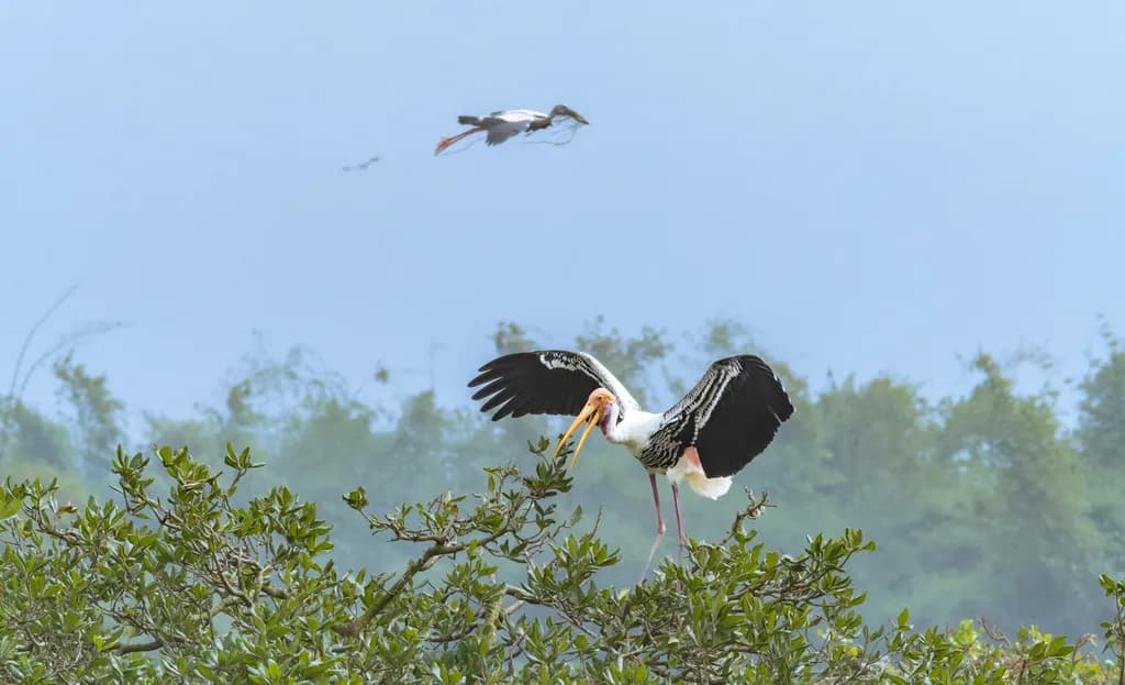 Flight and Nesting