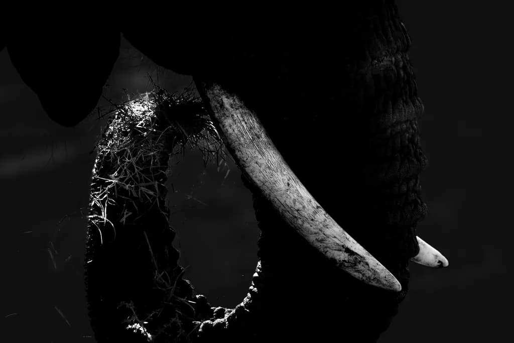 Tusks in Shadow