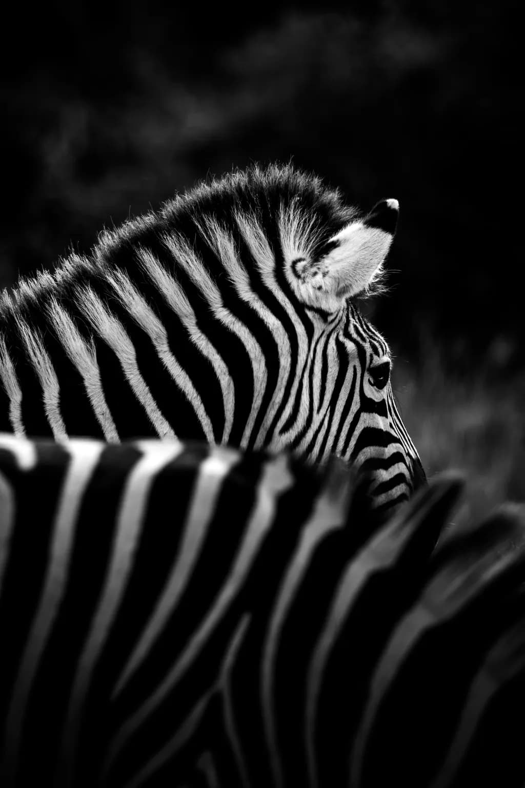 Zebra Silhouettes