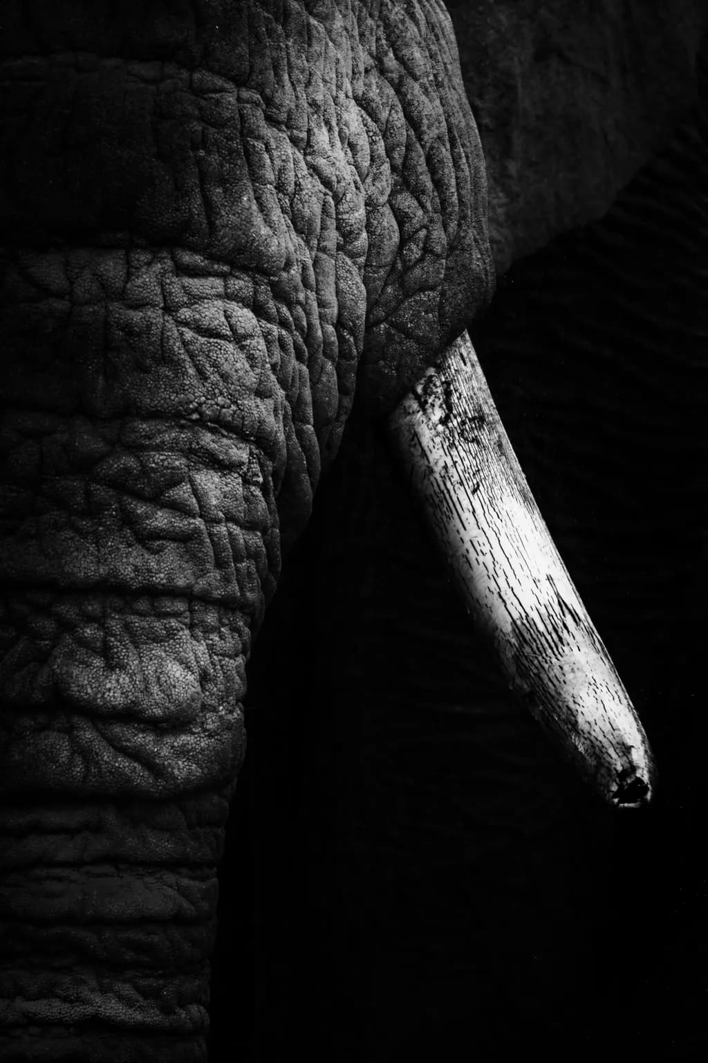 Elephant's Strength