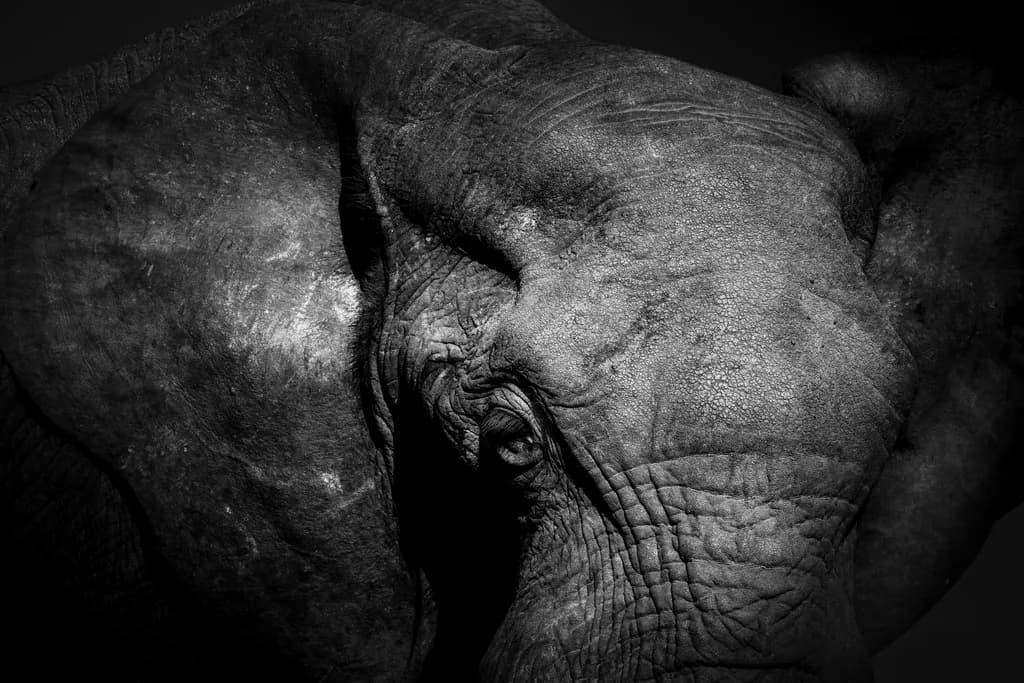 Wrinkled Majesty