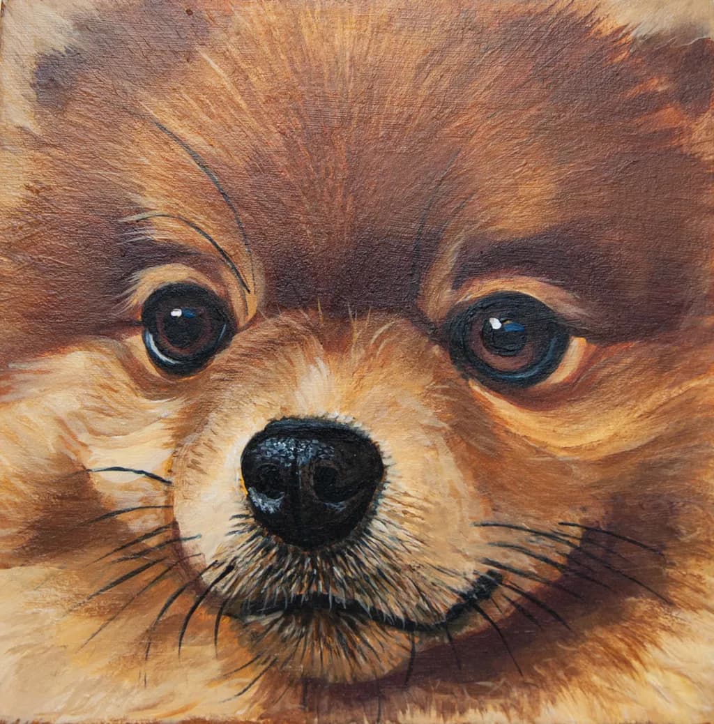 Pomeranian Gaze