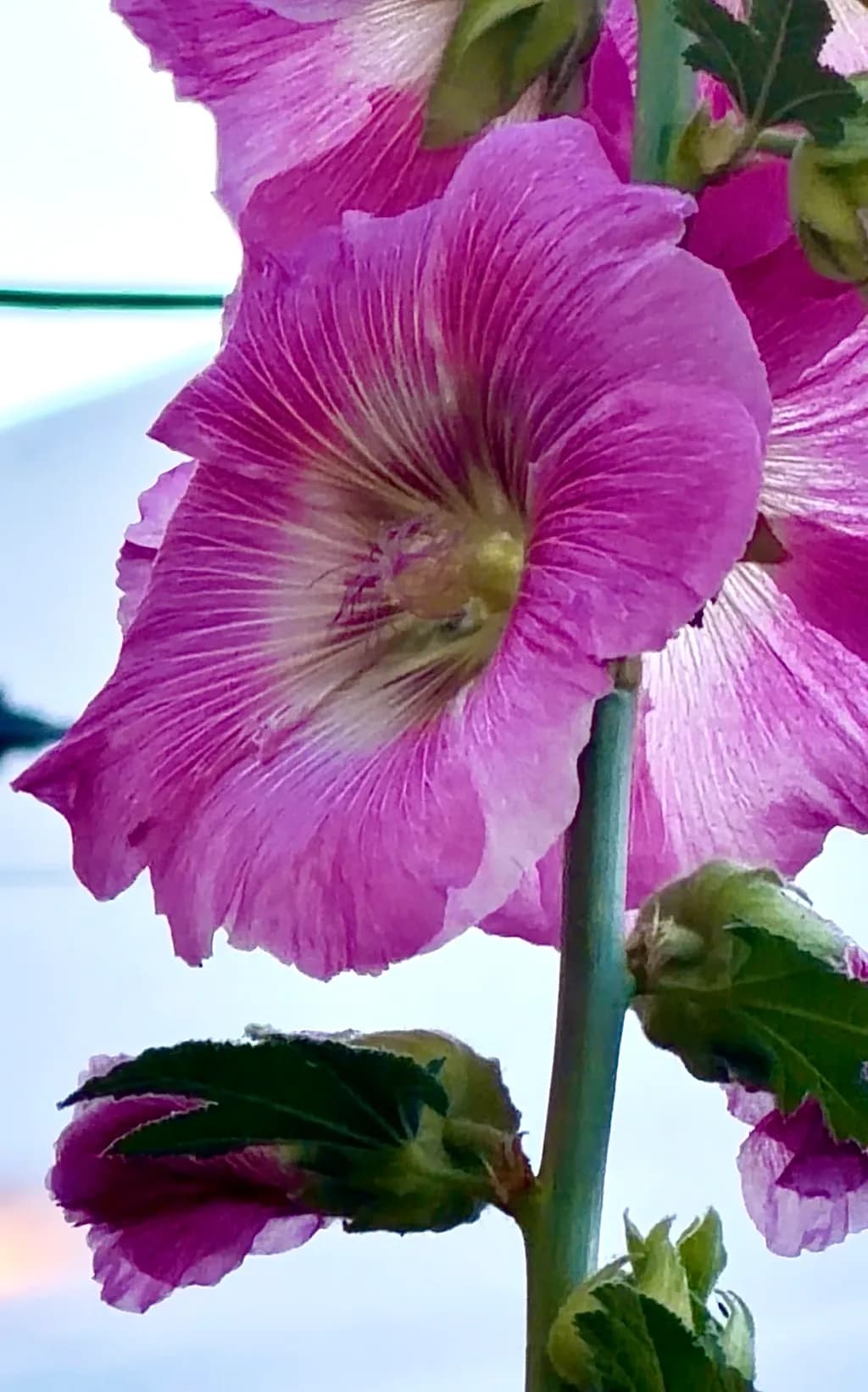 Purple Trumpet Flowers
