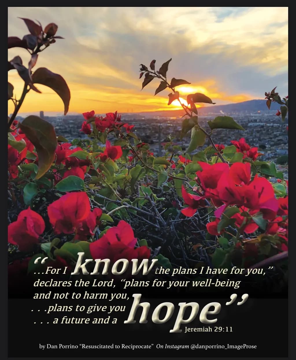 Bougainvillea at Sunset