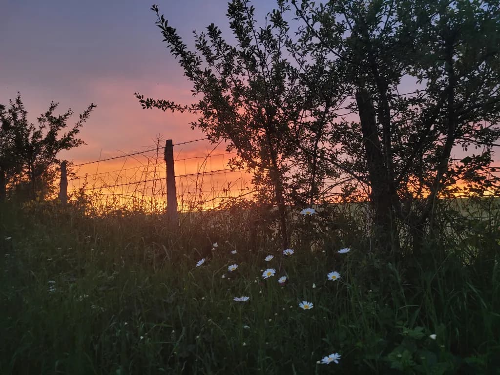 Dusk Meadow