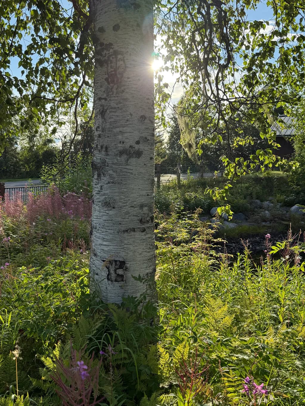 Sunburst Birch and Fireweed
